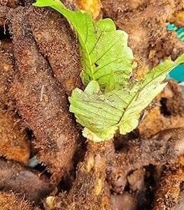 Goat Leg Tuber/Aatukaal Kilangu/Drynaria quercifolia - Treat arthritis