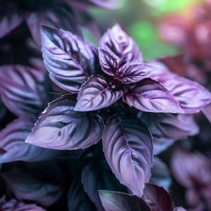 Dark Opal Basil Purple Herb Seeds
