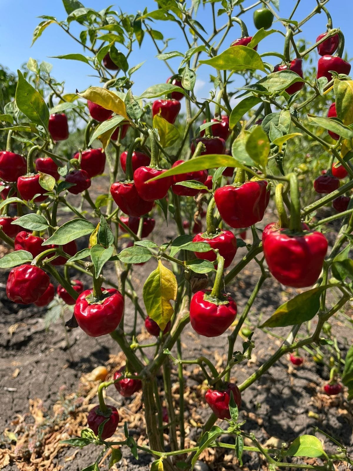 Heirloom Ramnad Mundu Chilli Seeds