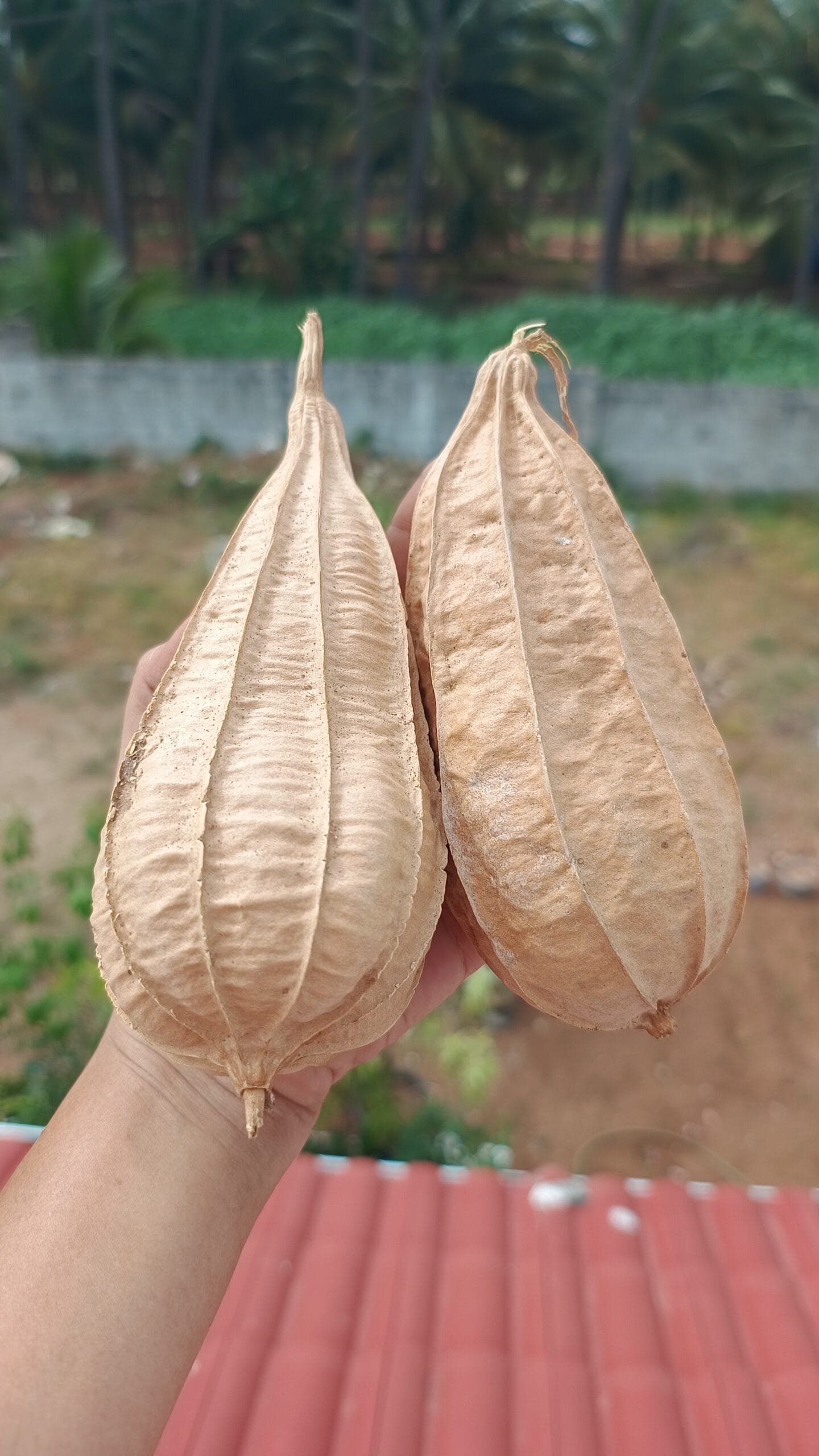 Dubai Short Ridgegourd vegetable Seeds - Image 2
