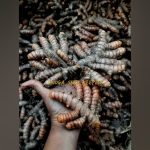 Samba Native Turmeric Rhizome Seeds