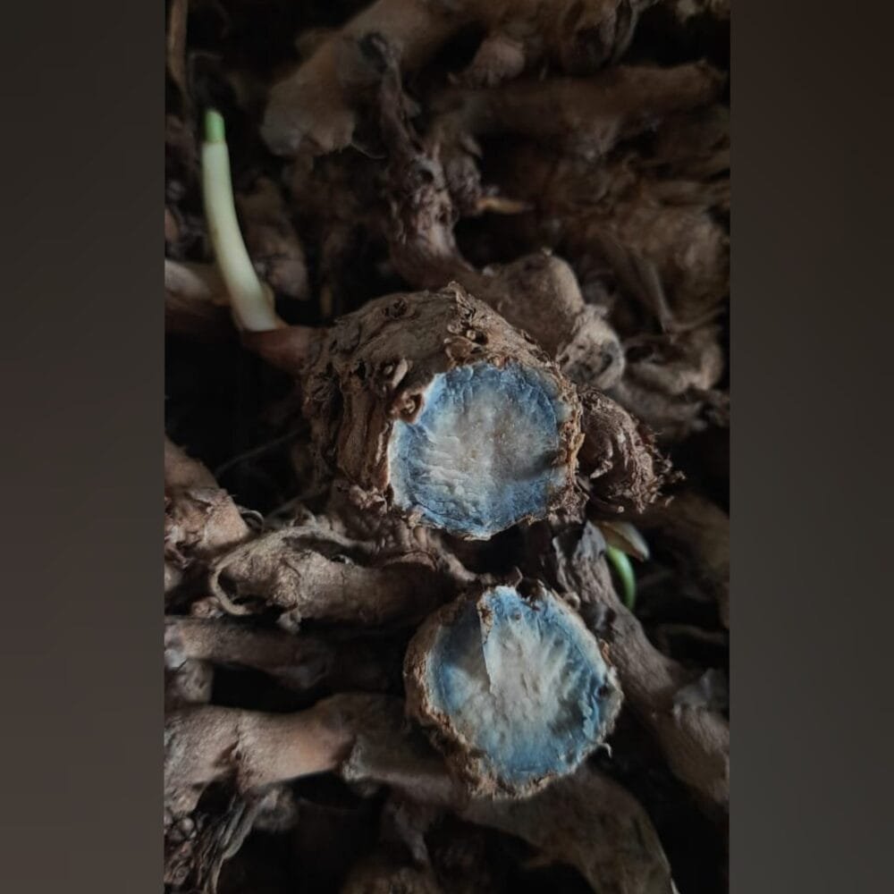 Black Turmeric Rhizome Seeds