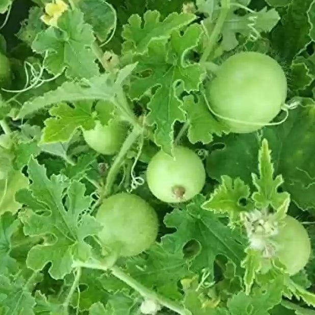 Apple Gourd Tinda open pollinated seeds - Image 3