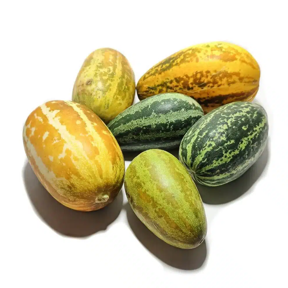 Mysore Sambar Cucumber native Seeds