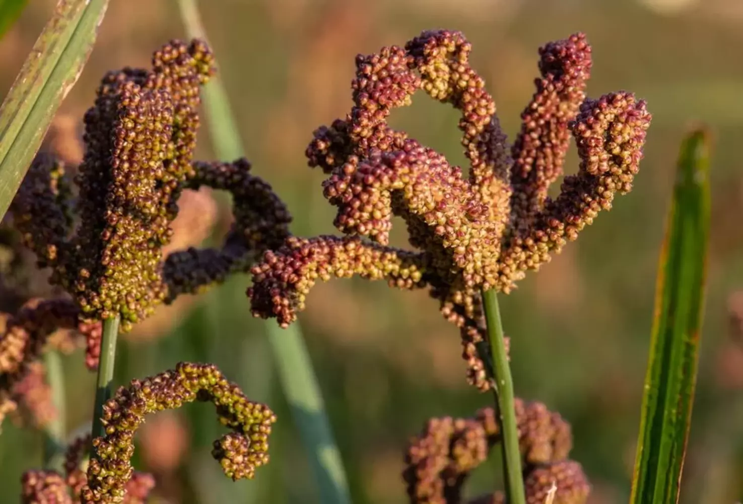 Native Hill Finger Millet / Raagi / kelvaragu seeds