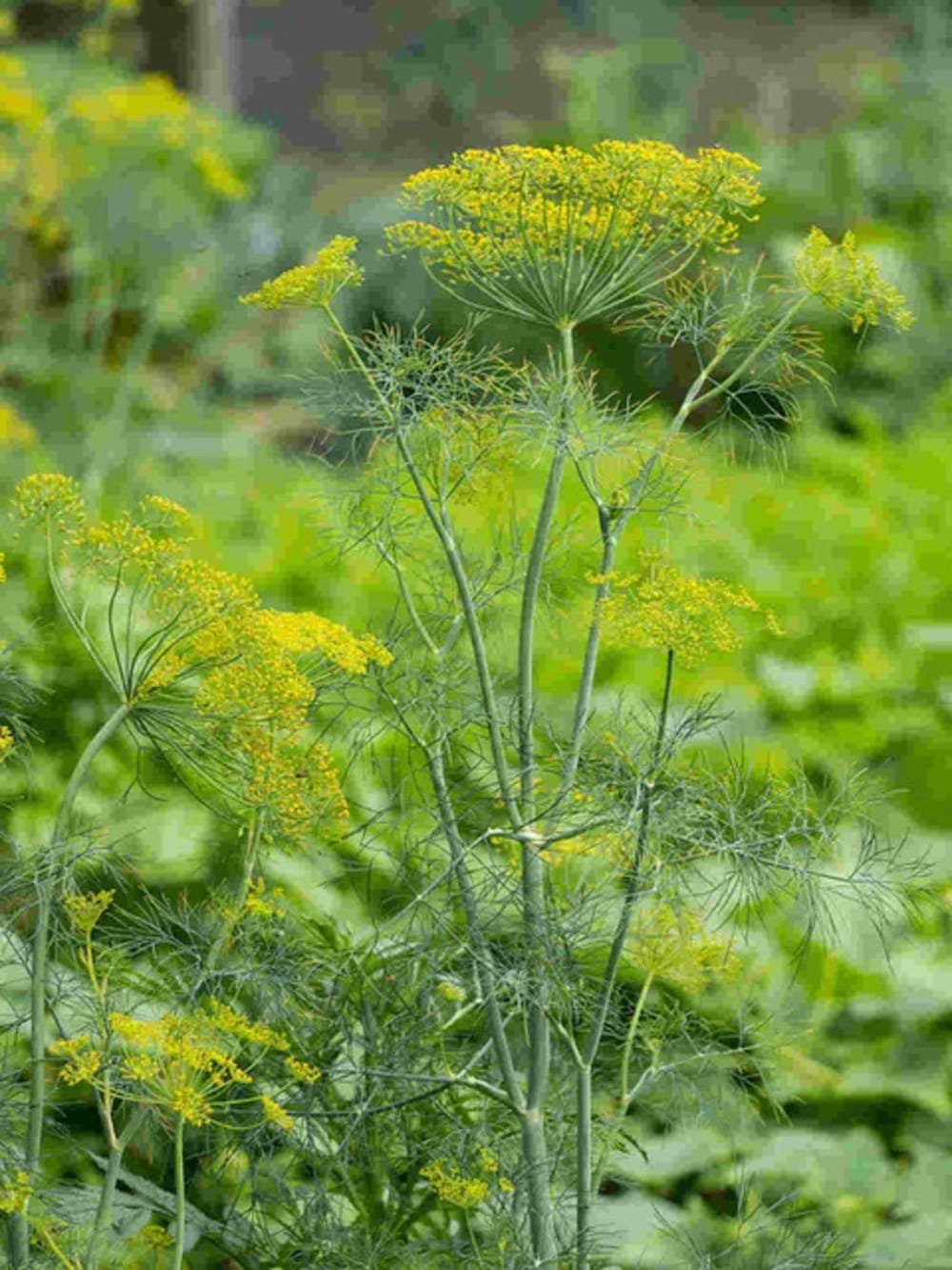 Dill Aromatic Herb Gardening Seeds