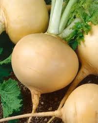 Golden Ball Turnip OP Seeds - Image 2
