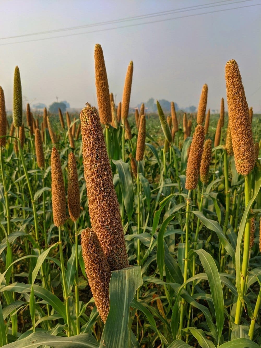 Pearl Millet / Kambu / Bajra seeds