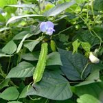 Green Winged Beans Short Gardening Seeds