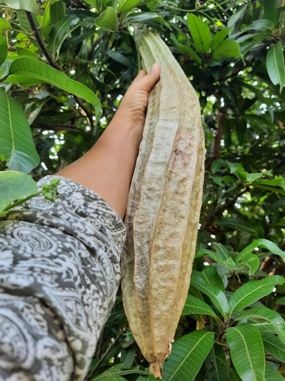 Native Ghost Ridgegourd Seeds - Image 2