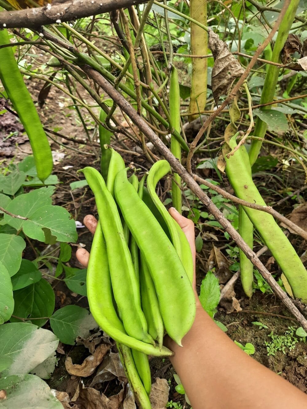 Bush White Sword Bean Seeds