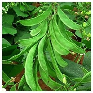 Bush Lab Lab Dolichos chicken bean seeds
