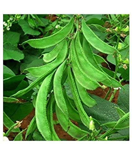 Dolichos lab lab climbing chicken bean seeds