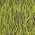 Heirloom Mary Washington Asparagus Seeds