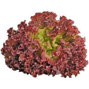 Lettuce Lolla Rossa Open Pollinated seeds