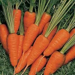 Heirloom Shin Kuroda Baby Carrot Seeds