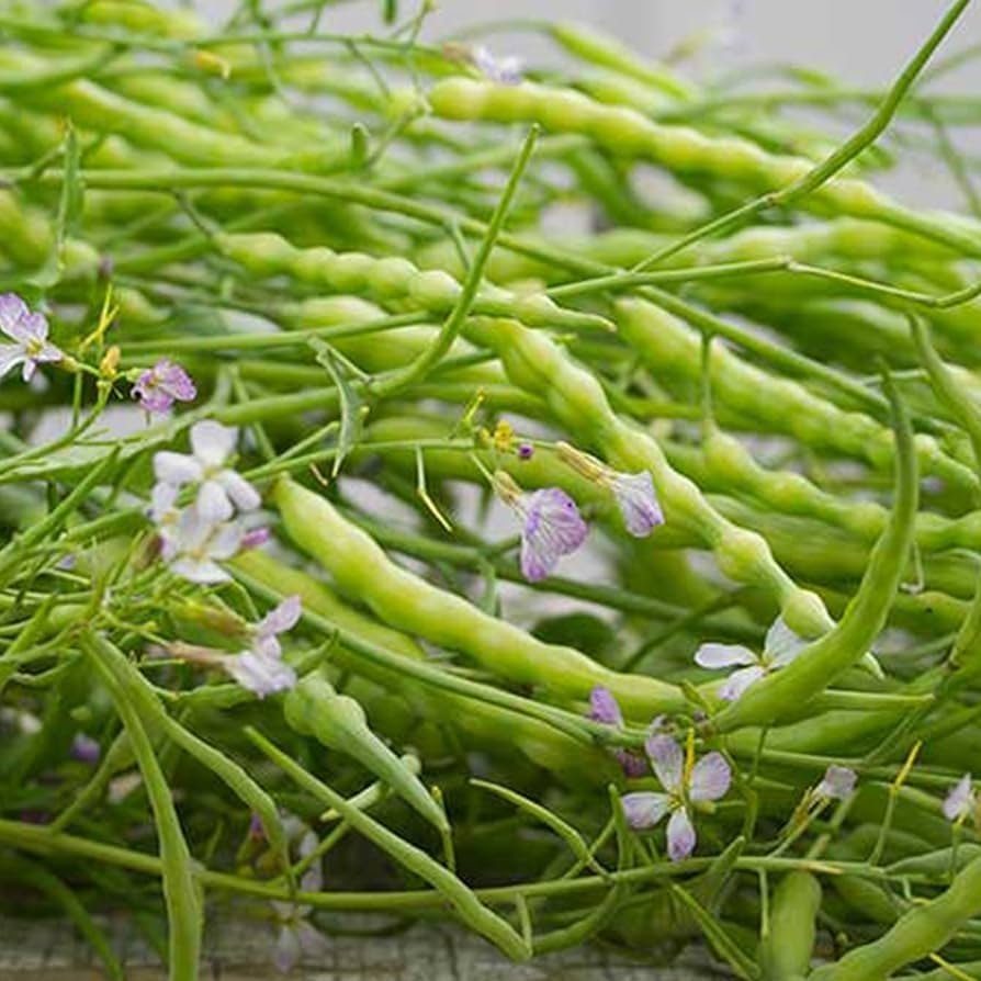 Heirloom Rattail Radish seeds