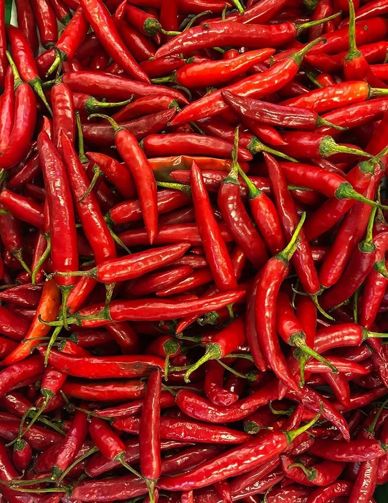 Guntur Chilli Open Pollinated seeds
