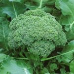 Buy Green Sprouting Broccoli Seeds Online India | Vegetable Seeds – HOOGA Seeds