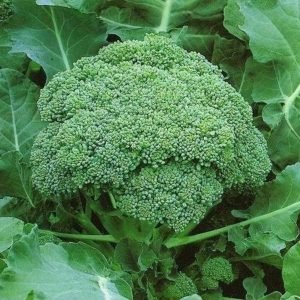 Buy Green Sprouting Broccoli Seeds Online India | Vegetable Seeds – HOOGA Seeds