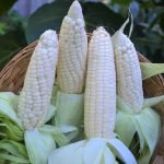Makka Chari Indian White Corn Native Seeds