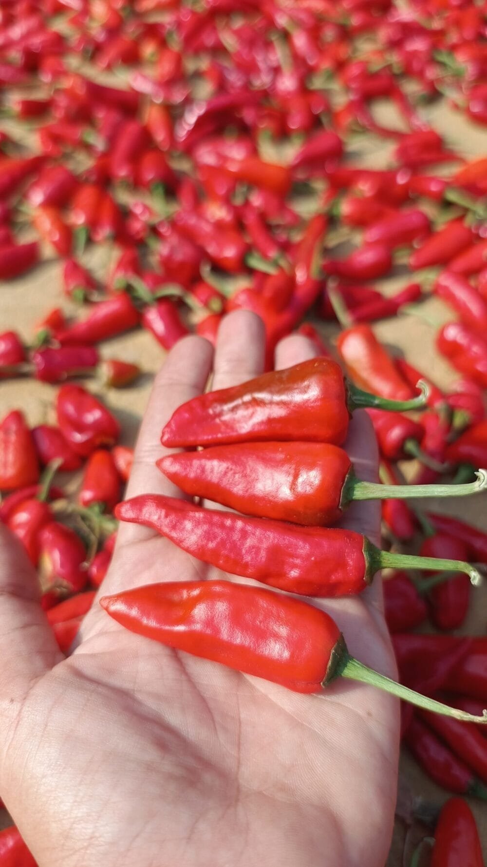 Red Bullet Chilli Gardening seeds
