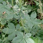 Cleome Gynandra vela keerai leafy vegetable seeds