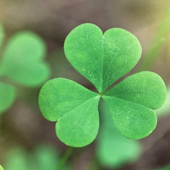 Aala keerai Clover Leafy vegetable seeds - Image 2