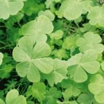 Aala keerai Clover Leafy vegetable seeds