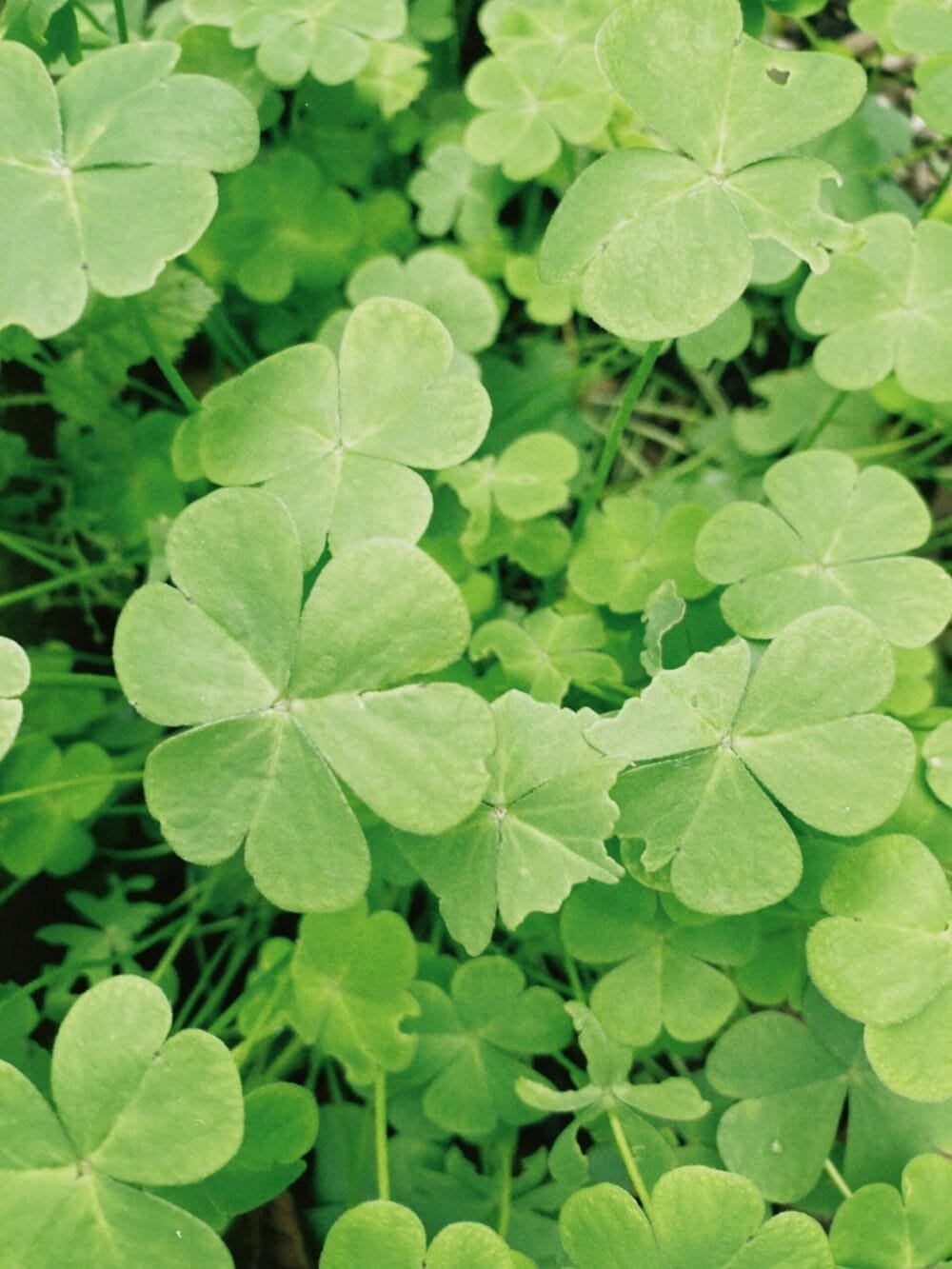 Aala keerai Clover Leafy vegetable seeds