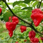 Heirloom Scotch Bonnet/Ghee Chilli Seeds