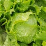 Heirloom Lettuce Great Lakes Seeds