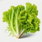 Heirloom Lettuce Green curled seeds
