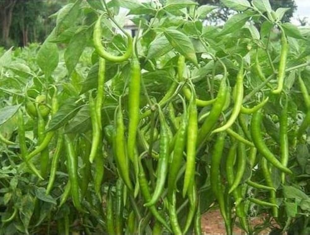 Samba Green Chilli Long Seeds - Image 2