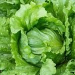 Lettuce Ice Berg open pollinated seeds