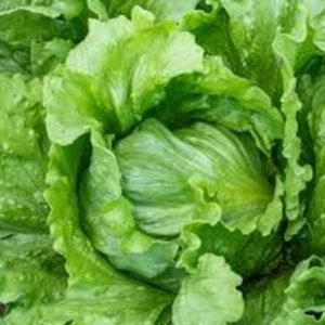 Lettuce Ice Berg open pollinated seeds
