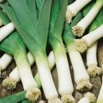 Heirloom Leek American flag Seeds