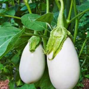 White Egg Thorny Brinjal