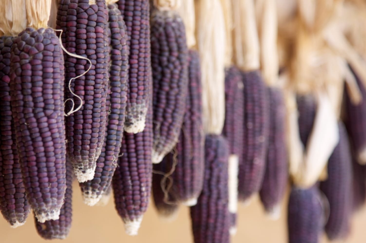 Indigenous Dark Purple Corn seeds