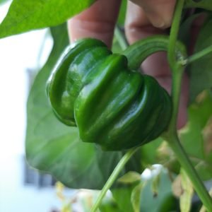 Davanagere Capsicum