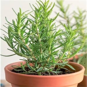 Rosemary Aromatic Herb Gardening seeds