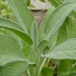 Sage Aromatic herb gardening seeds