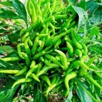 Surajmukhi Cluster Chilli open Pollinated Seeds