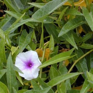 Water Spinach (Vallal Keerai / Thanneer Keerai) seeds
