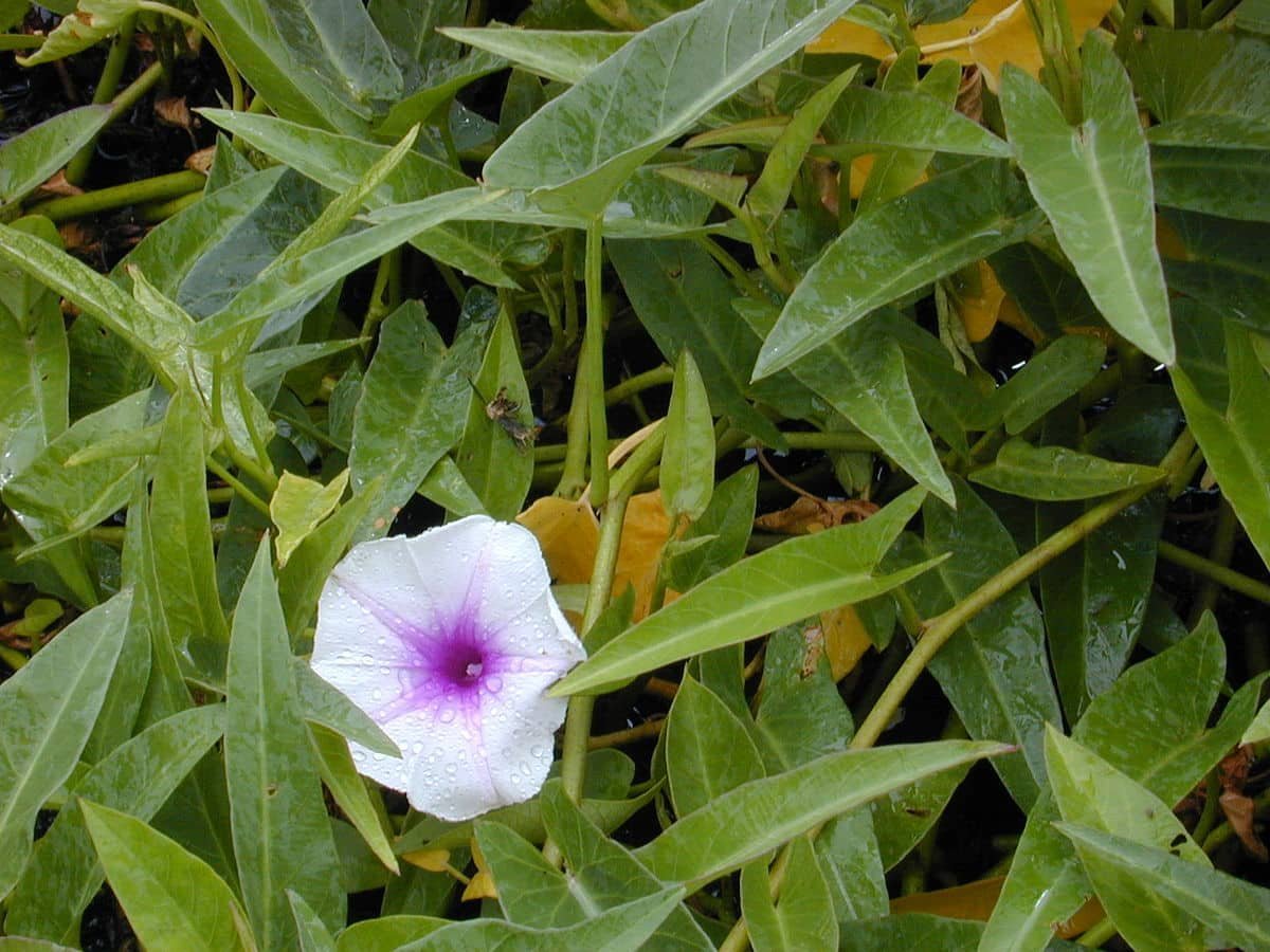 Water Spinach (Vallal Keerai / Thanneer Keerai) seeds
