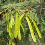 Premium Organic Soundal Seeds for a Greener Garden