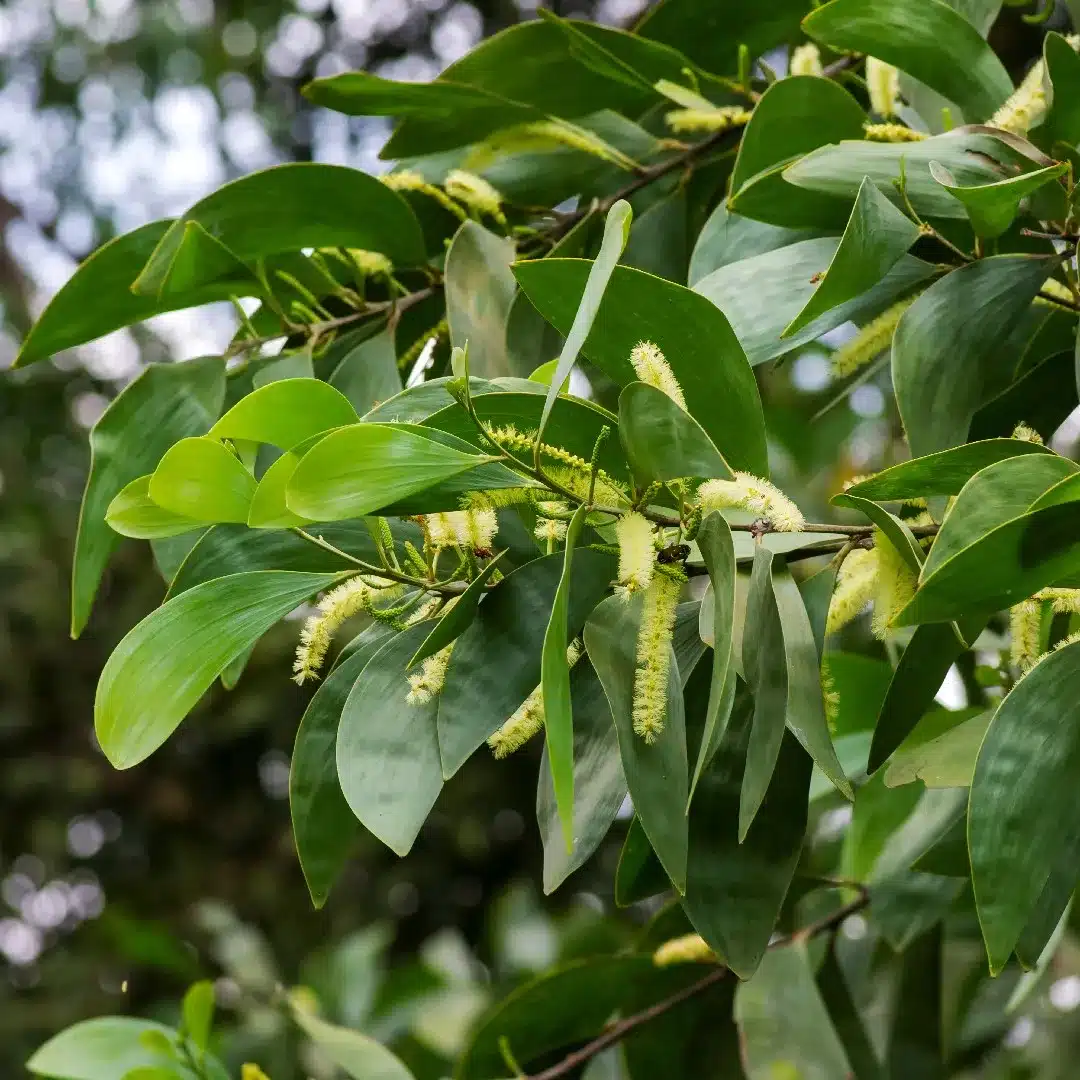 Australian Rosewood Acacia Cracicarpa tree seeds