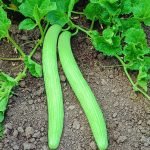 Heirloom Armenian Cucumber Seeds