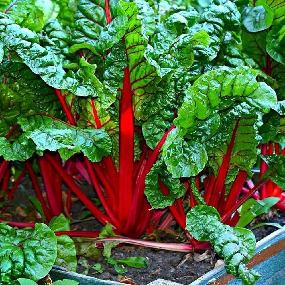 Swiss Chard Red open pollinated seeds