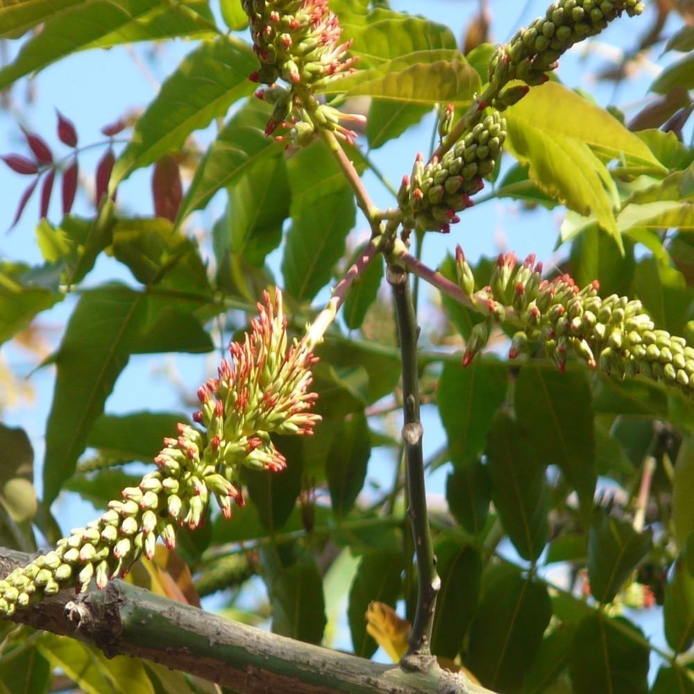Pink Cedar(Acrocarpus fraxinifolius)